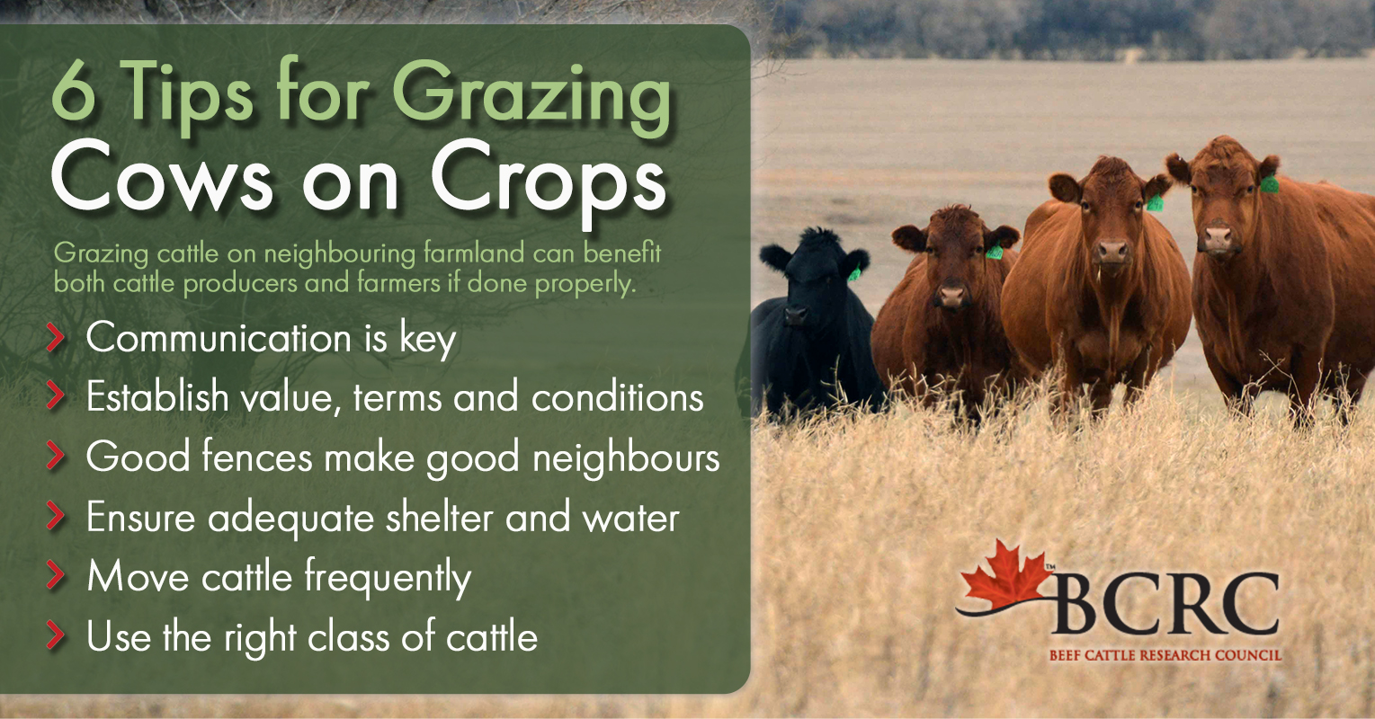 Grazing Crops - BeefResearch.ca