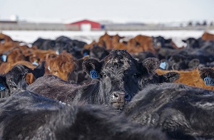 mixed cattle herd in winter