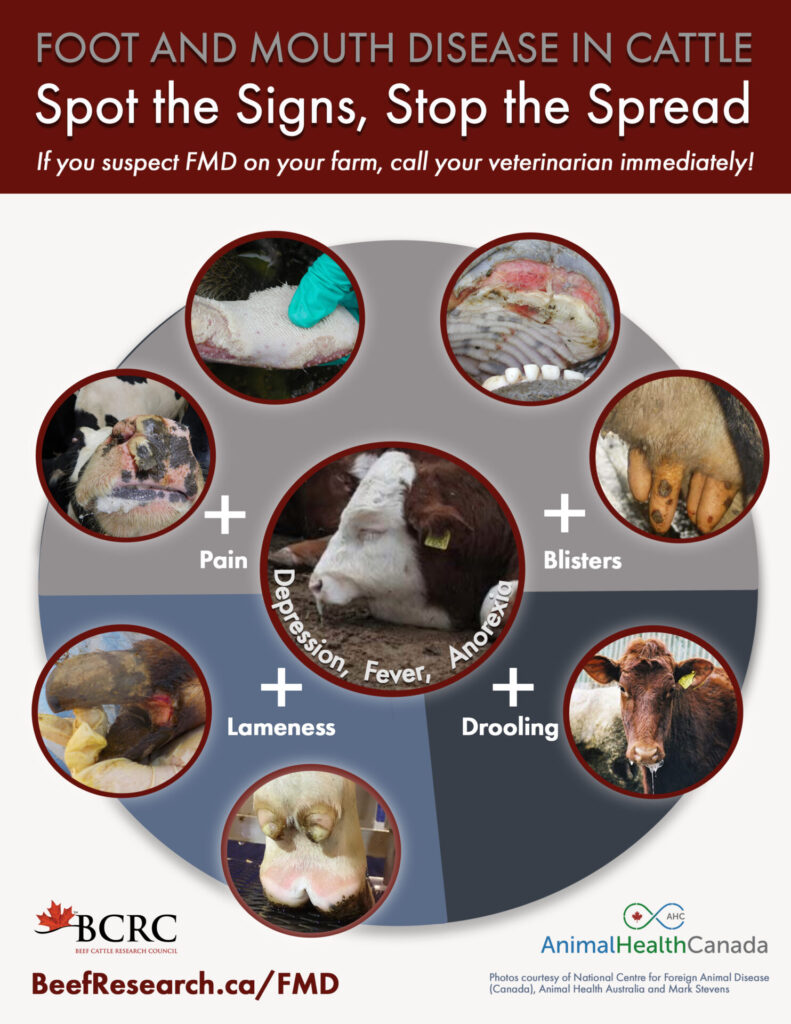 Foot and Mouth Disease clinical signs in beef cattle