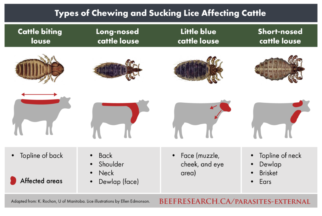 types of chewing and sucking lice affecting cattle