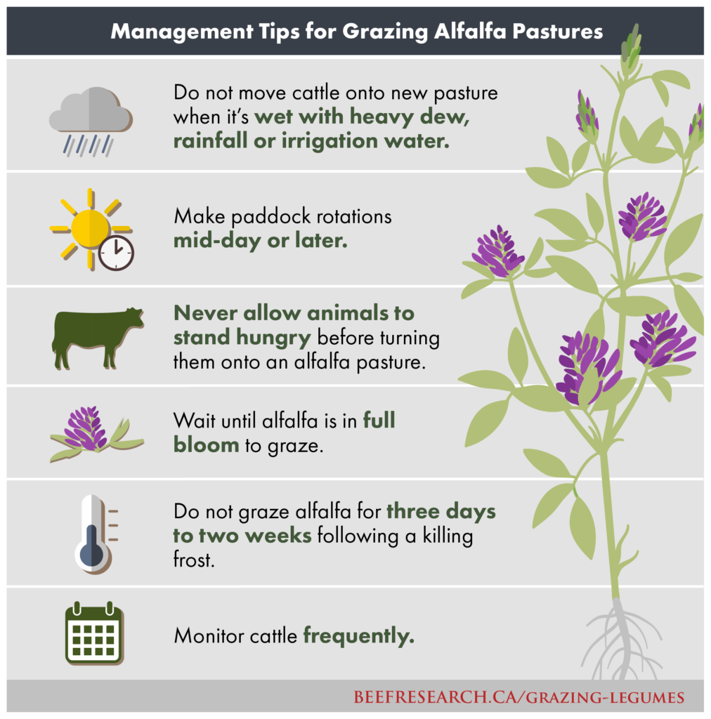 management tips for grazing alfalfa pastures. Do not move cattle onto new pasture when it is wet. Make paddock rotations mid-day or later. Never allow animals to stand hungry. Wait until full bloom to graze. Do not graze for three days to two weeks following killing frost. Monitor cattle frequently. 