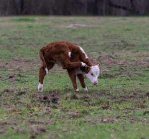 beef calf bothered by external parasites