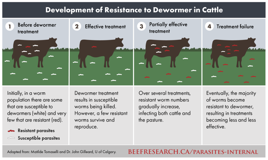 development of resistance to dewormer in cattle