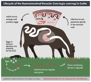 Life cycle of the gastrointestianal parasite in cattle