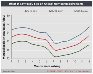 cow body size on animal nutrient requirements