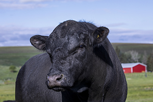 black beef bull with red barn in the background