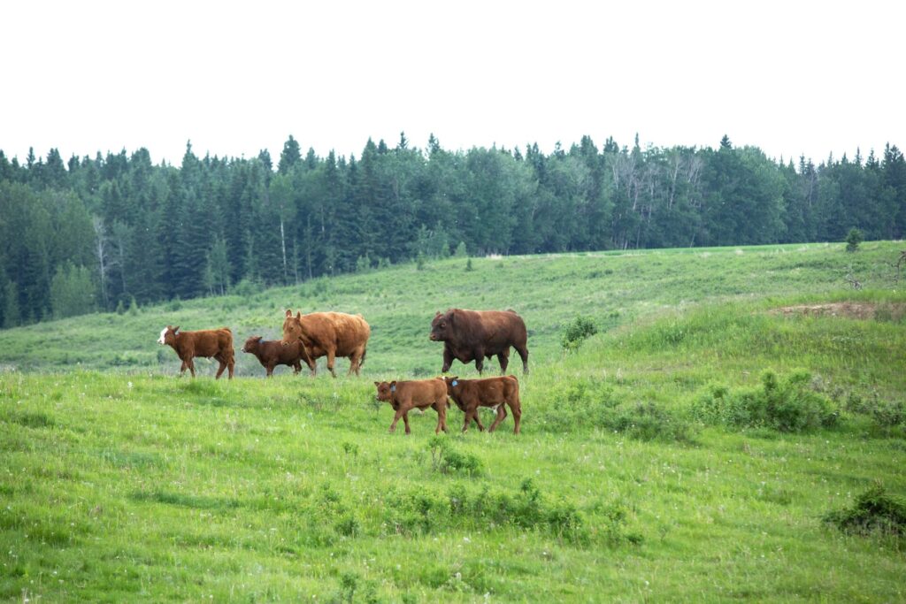 red bull, cows and calves on green grass
