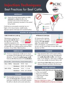 injection techniques best practices for beef cattle producers