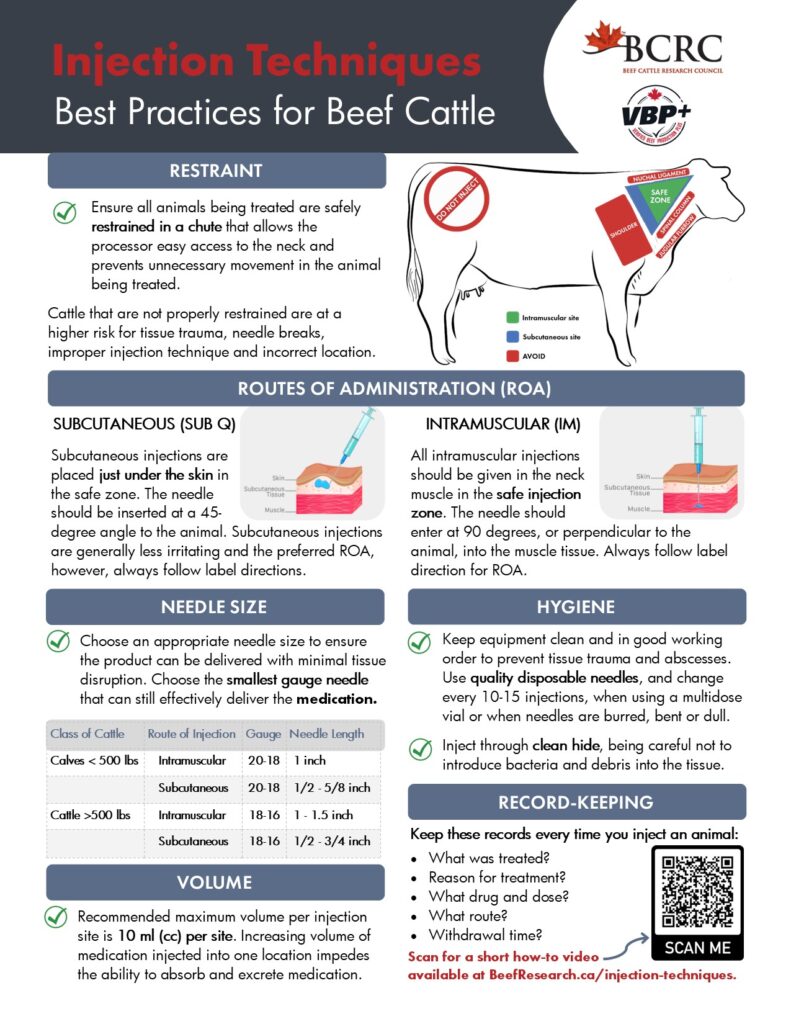 injection techniques best practices for beef cattle producers
