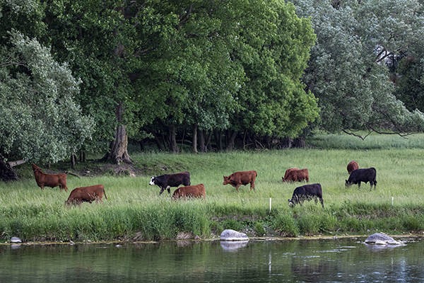 mixed beef cattle grazing by fenced off river bank