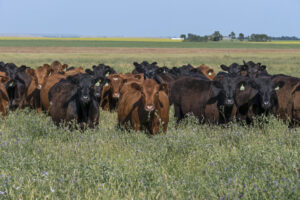 mixed cattle grazing alfalfa blend