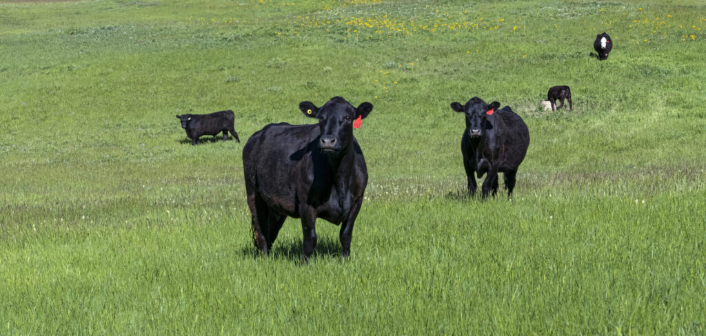 black beef cattle on green grass