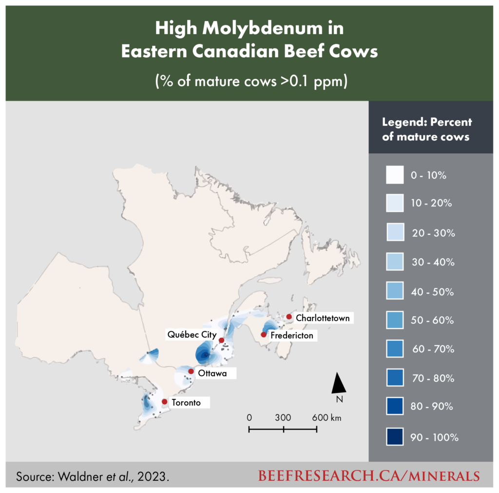 High molybdenum in Eastern Canadian beef cows