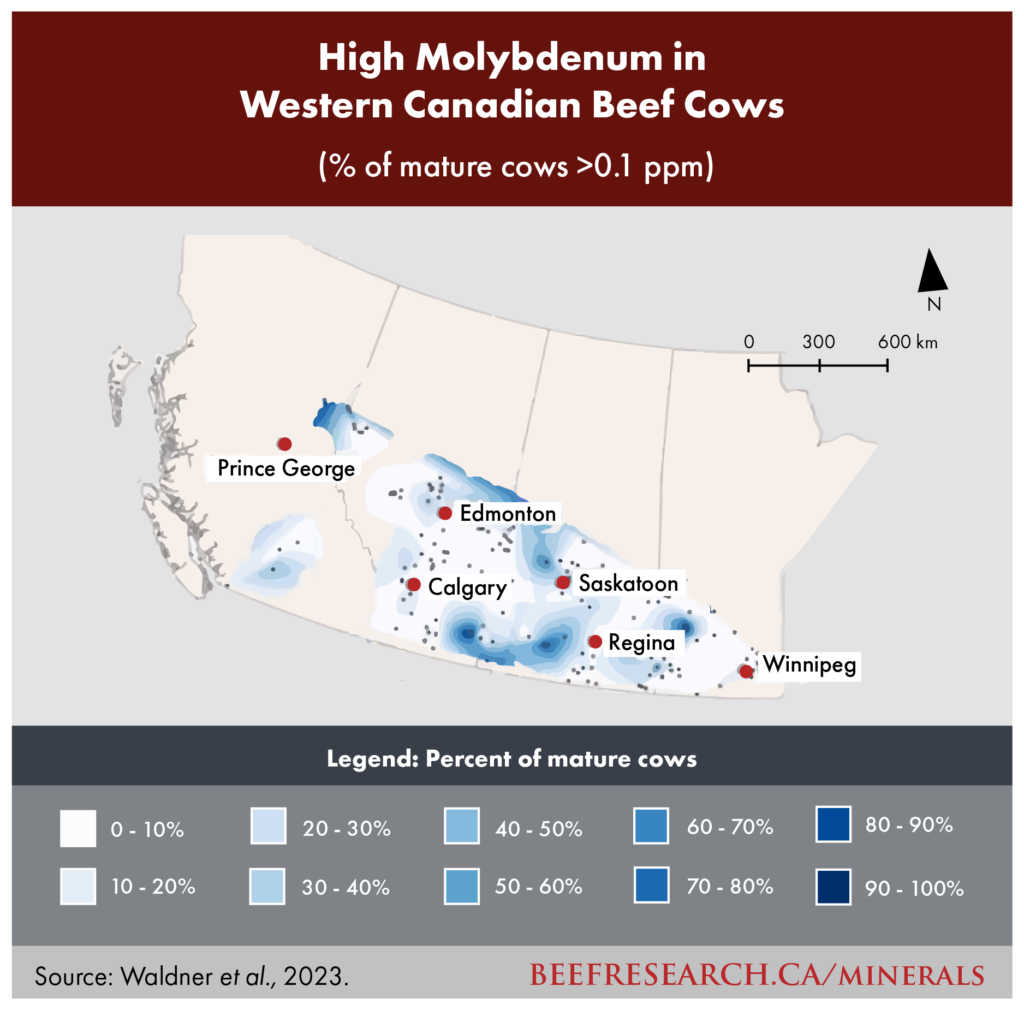 High molybdenum in Western Canadian beef cows