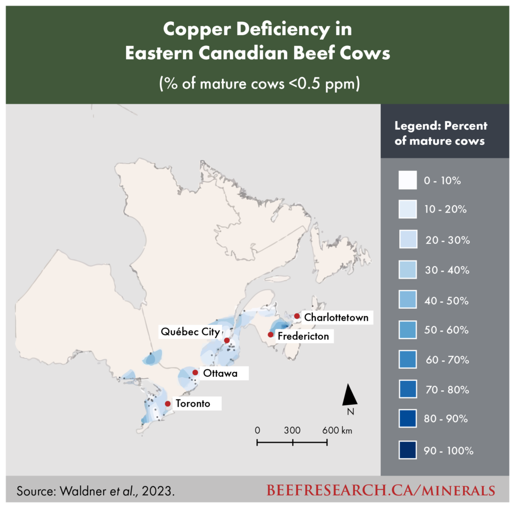 Copper deficiency in Eastern Canadian beef cows