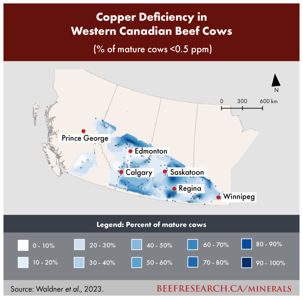 Copper deficiency in Western Canadian beef cows