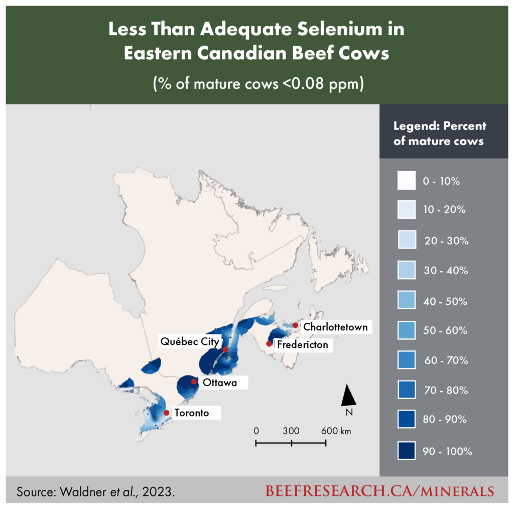 Less than adequate selenium in Eastern Canadian beef cows