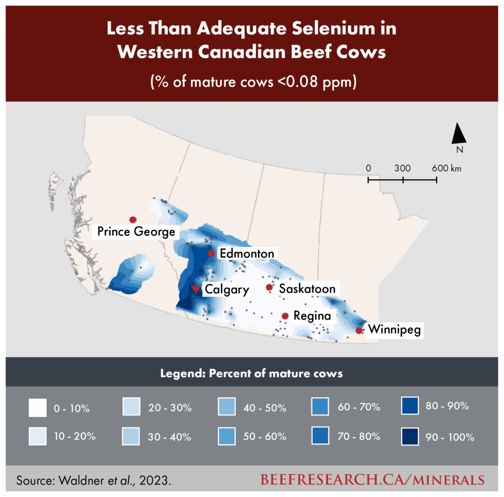 Less than adequate selenium in Western Canadian beef cows