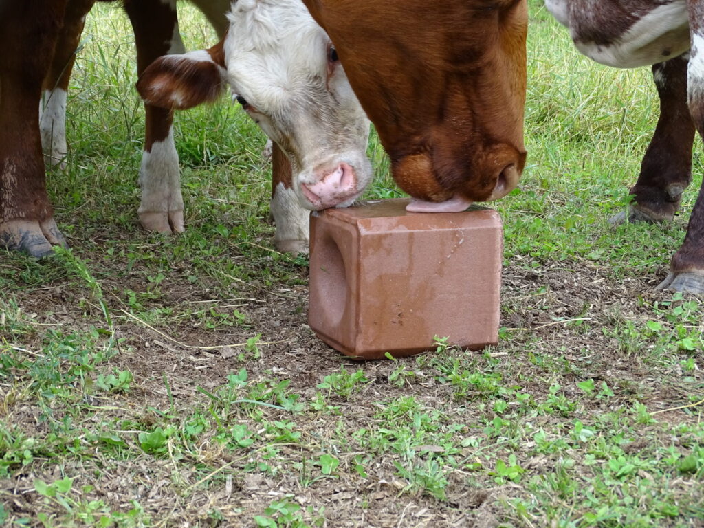beef cow and calf licking mineralized salt block