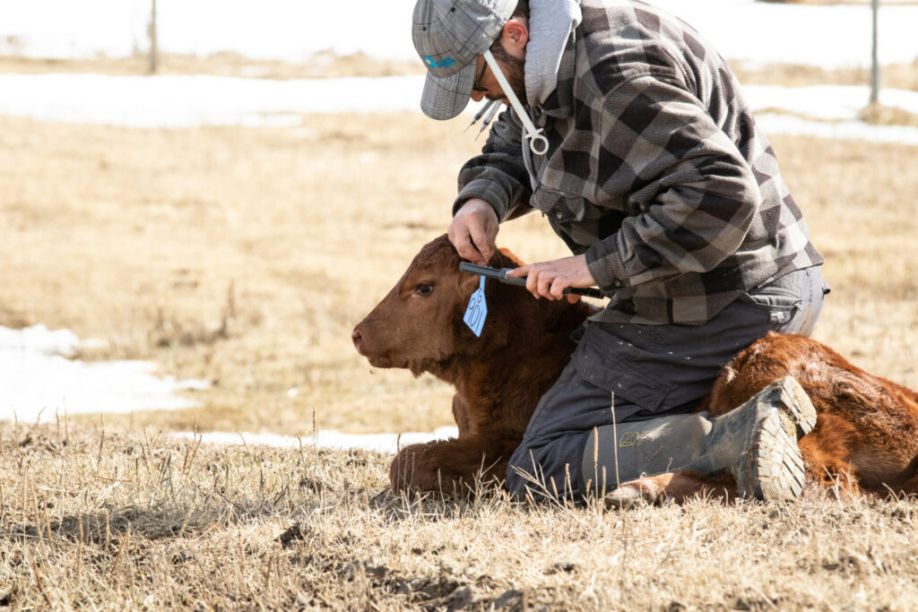 cattle producer processing young beef calf using ear tags and vaccinations