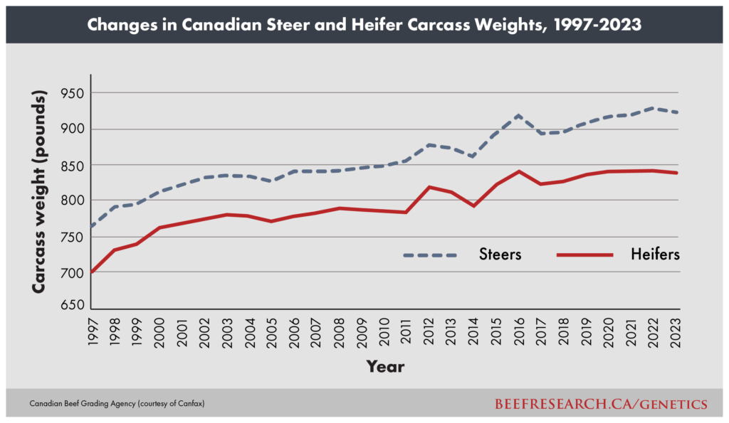 Changes in Canadian beef steer and heifer carcass weights