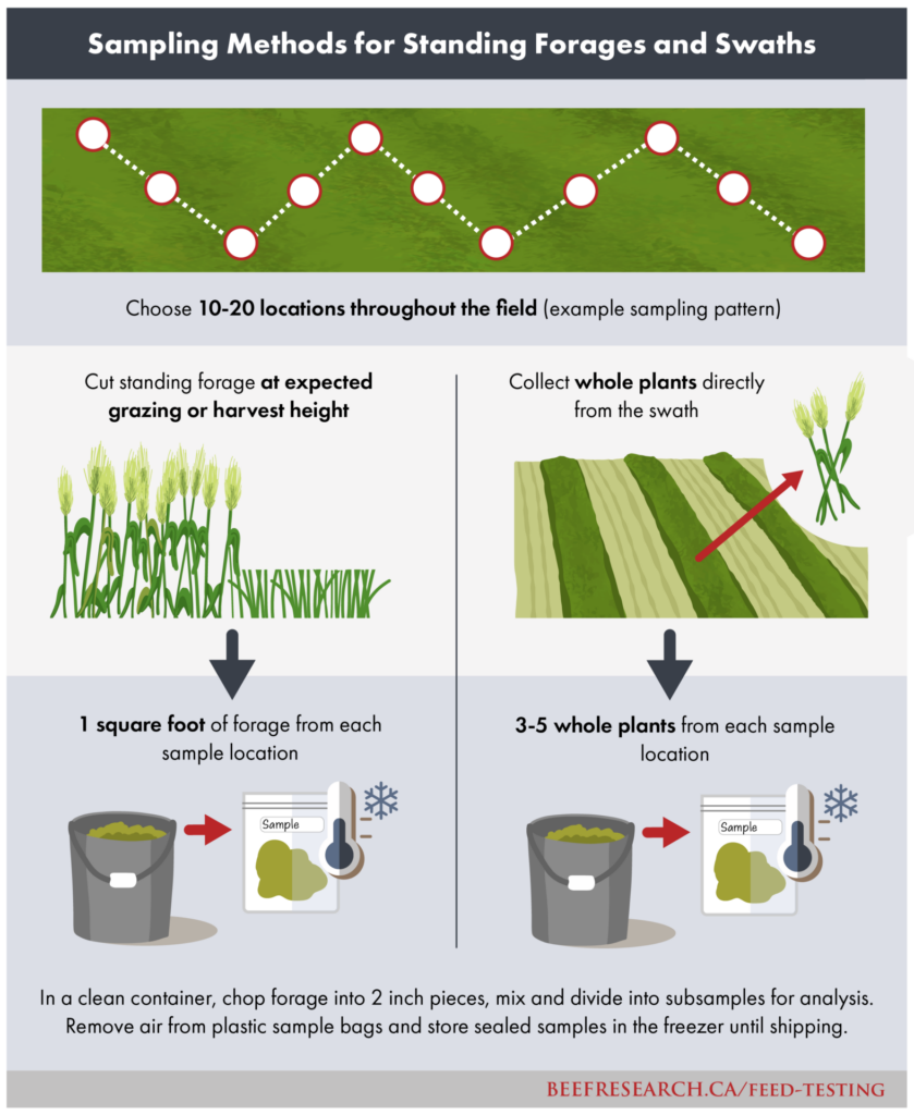 sampling methods for standing forages and swaths