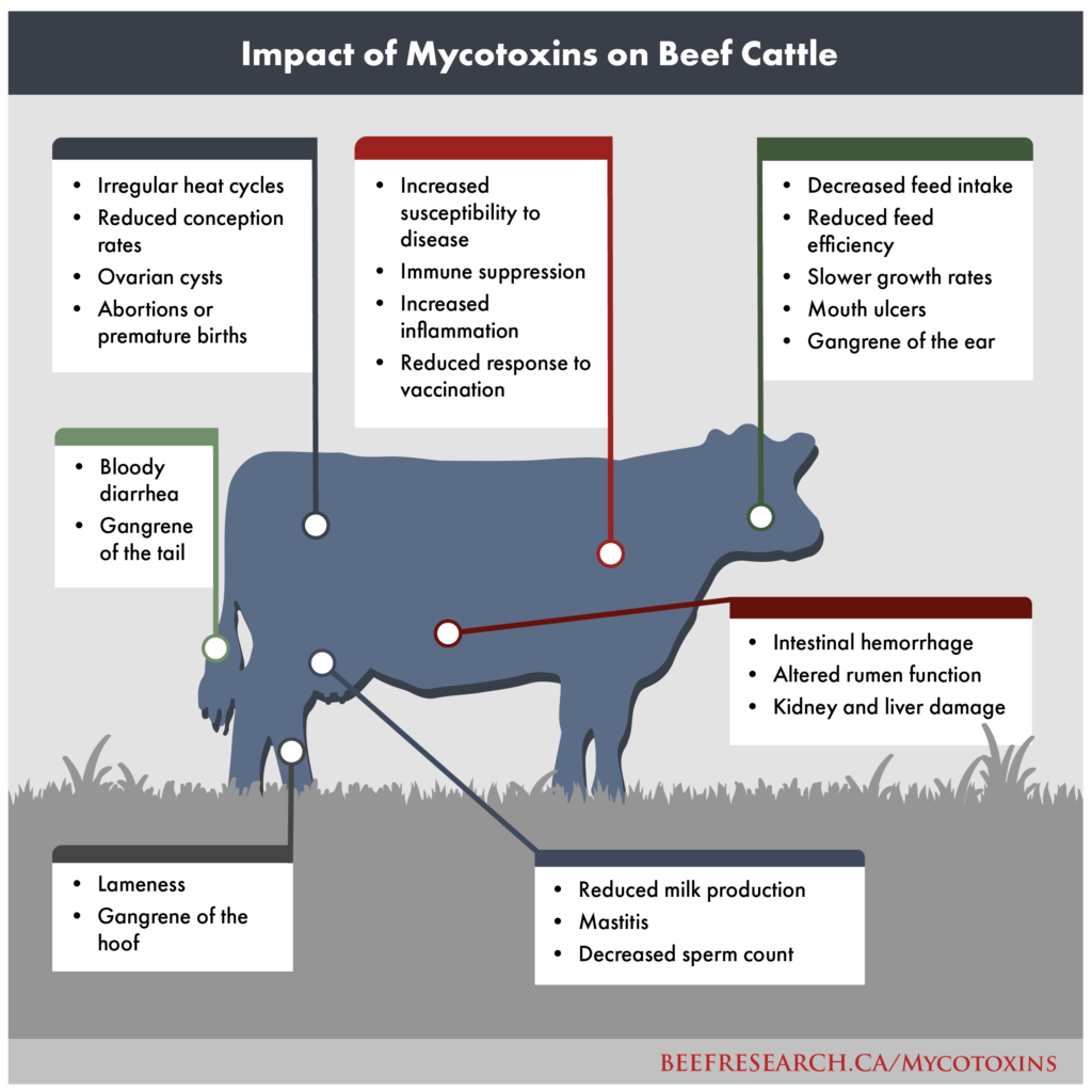 impact of mycotoxins on beef cattle