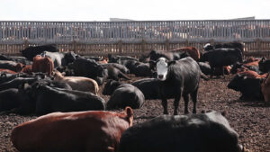 beef crossbred feeder steers