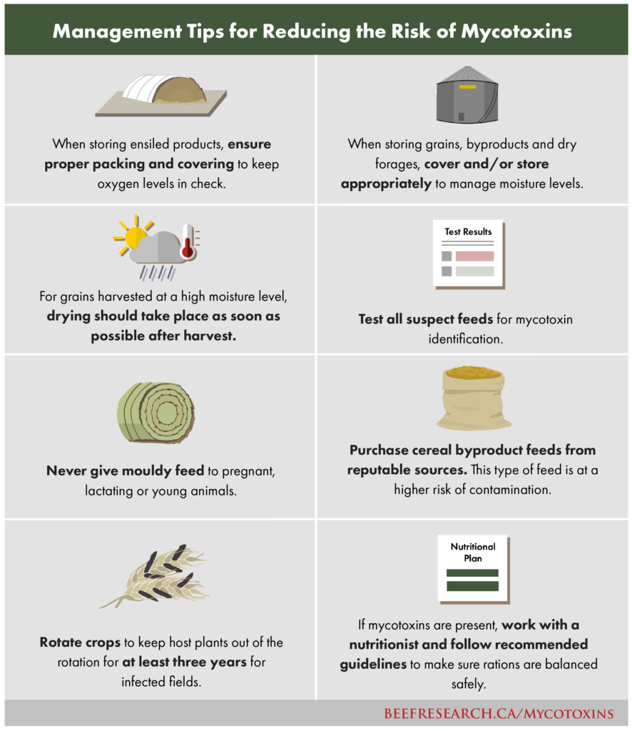 Mycotoxin risk management for beef cattle producers