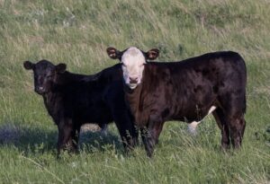 young mixed beef bull calves