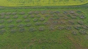 organic residue from bale grazing cattle in Alberta