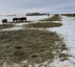 bale grazing cattle in the winter in Alberta