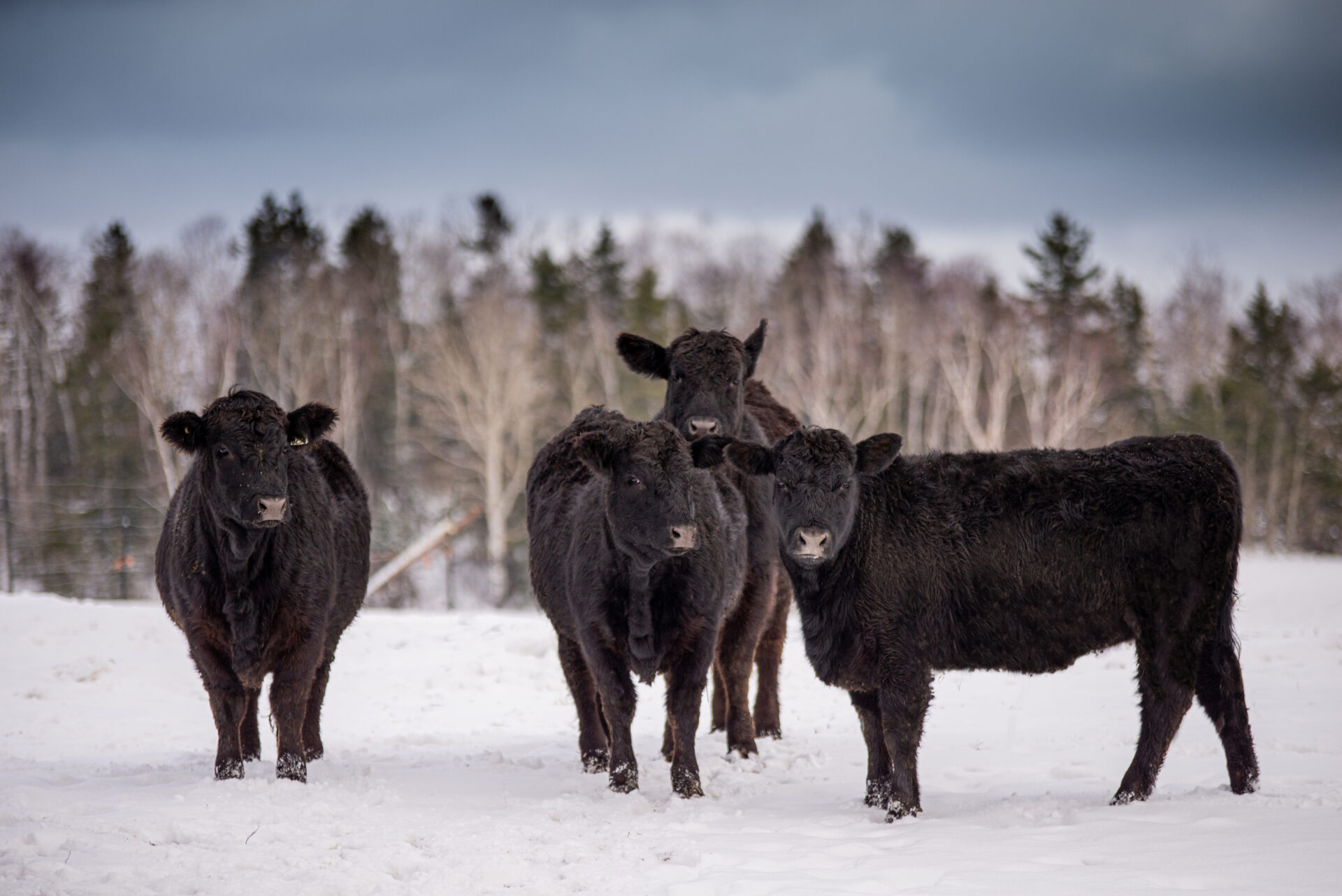 Canadian Angus beef cattle in the winter snow