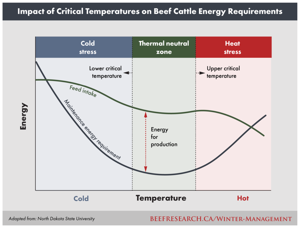 impact of critical temperatures and energy in beef cattle