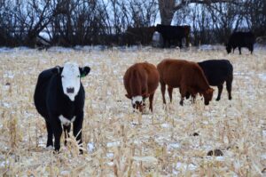 mixed beef cattle grazing corn stubble