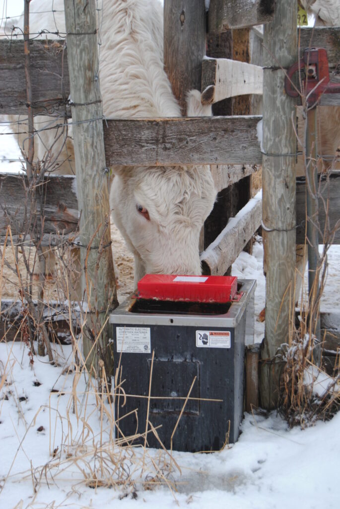 beef cow drinking from a water system during winter cold weather