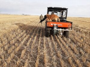 checking swaths on ranger with farm dogs in back in southern Alberta