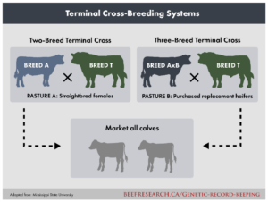 terminal cross-breeding systems