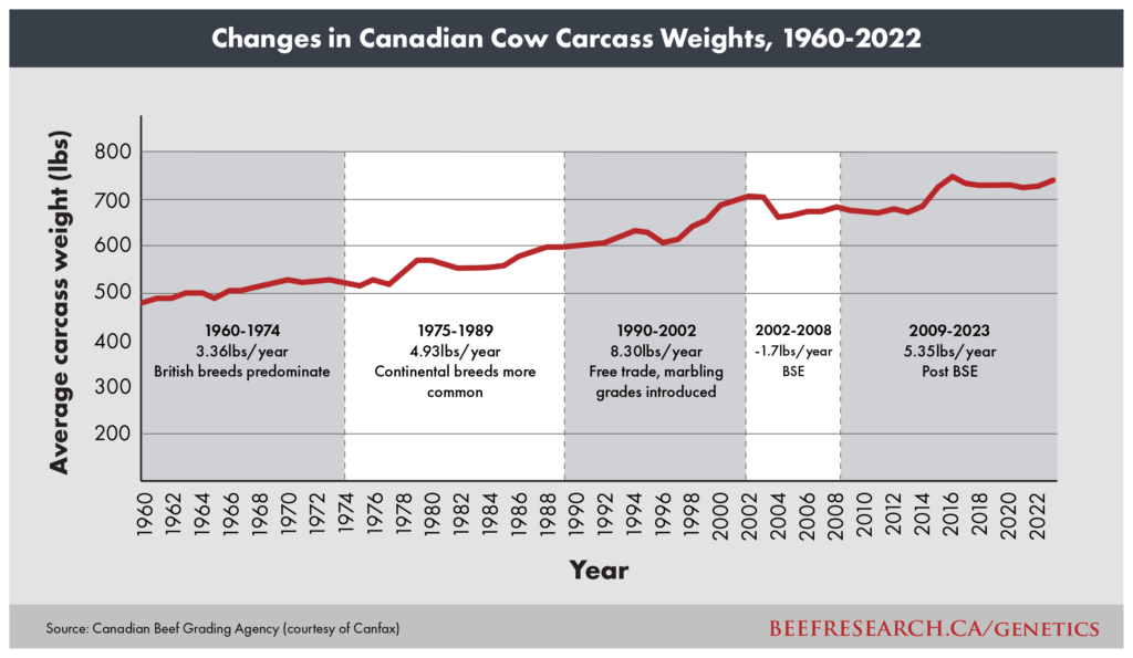 changes in Canadian cow carcass weights over time