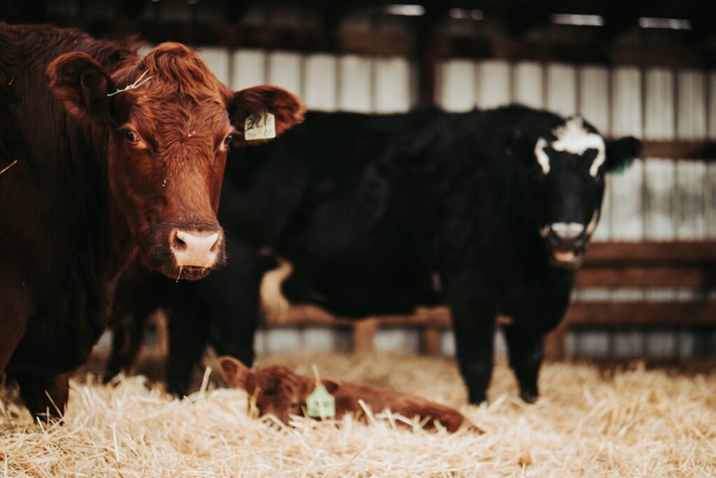 mixed beef cows with new calf in barn on straw