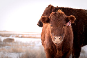 older red beef calf facing camera in winter