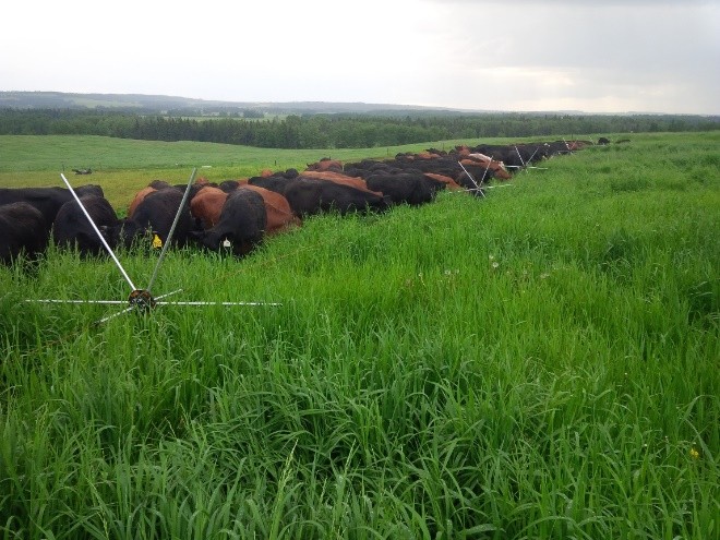 Petits pas, grands gains : comment démarrer en douceur mène au succès des pâturages
