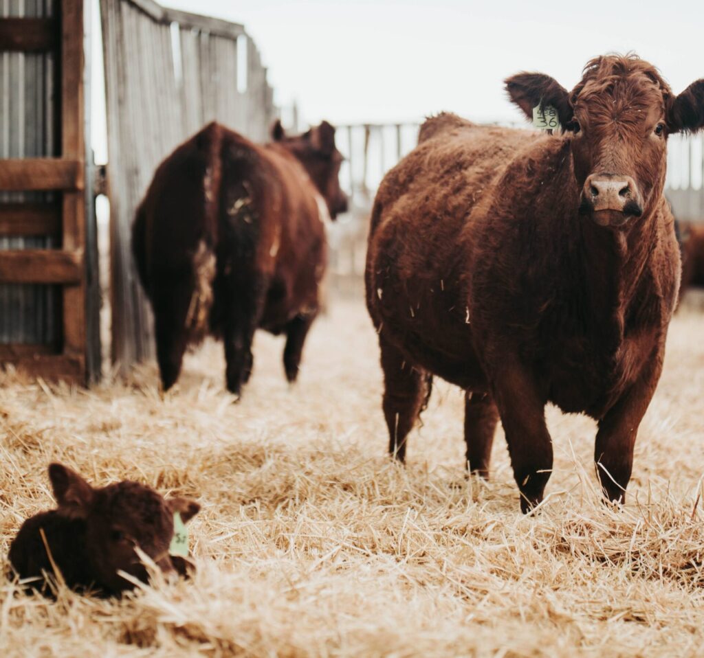 Understanding Yardage Costs in Cow-Calf Operations 🎙️