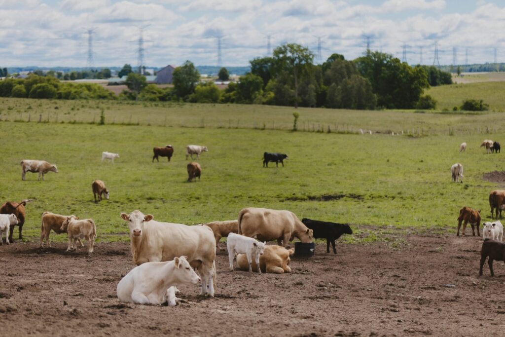Results Are In--Science to Inform Good Stewardship, from AMR to Grazing to Sanitation