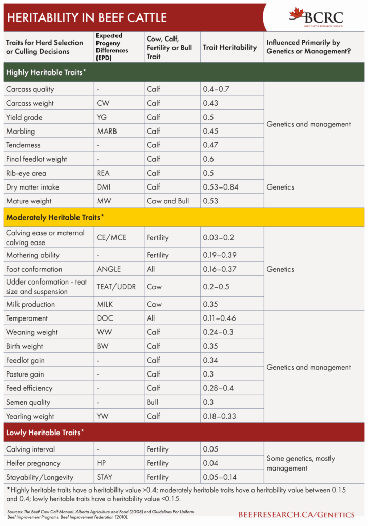 Trait heritability in beef cattle