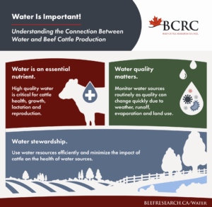 importance of water to beef cattle infographic
