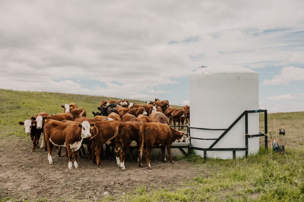 Tap Into Savings: Comparing Water Systems for Better Beef Herd Performance 🎙️