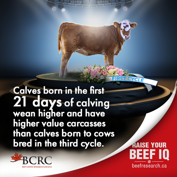 Calves born in the first 21 days of calving wean higher and have higher value carcasses than calves born to cows bred in the third cycle.
