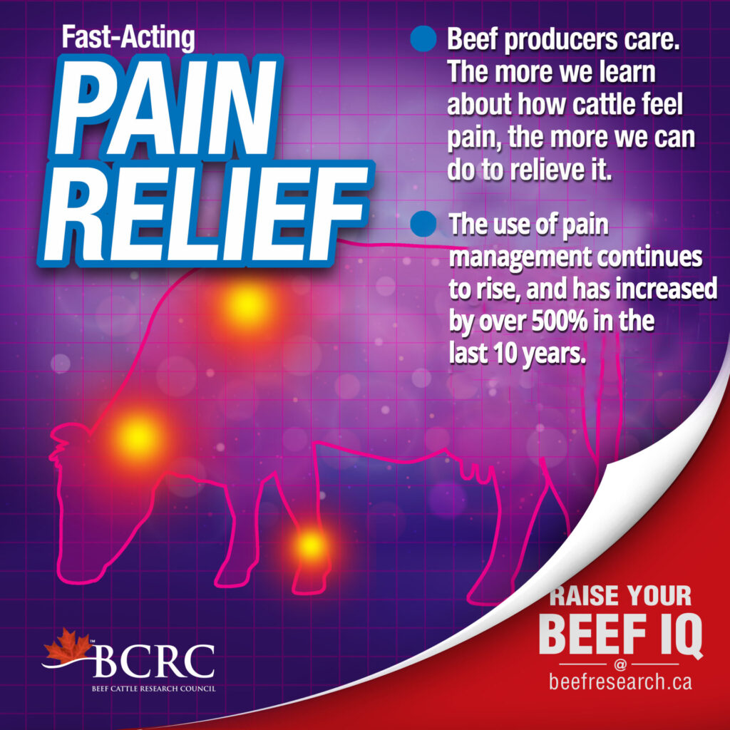 beef producers care. the use of pain management continues to rise and has increased by over 500% in the last 10 years.