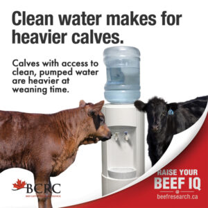 Clean water makes for heavier calves